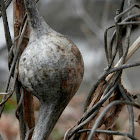 goldenrod gall