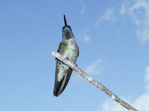 Spotting Image 1