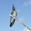 Magnificent Hummingbird