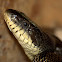 Gray Rat Snake