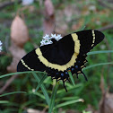 Magnificent Swallowtail