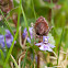 Purple Deadnettle