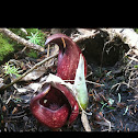 Skunk cabbage