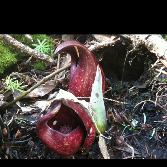 Spotting Image 1