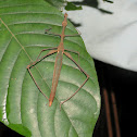 Jumping Stick