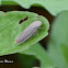 Leafhopper