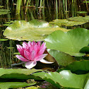 Water-Lily / Seerose