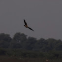 Crested Serpent Eagle