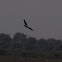 Crested Serpent Eagle
