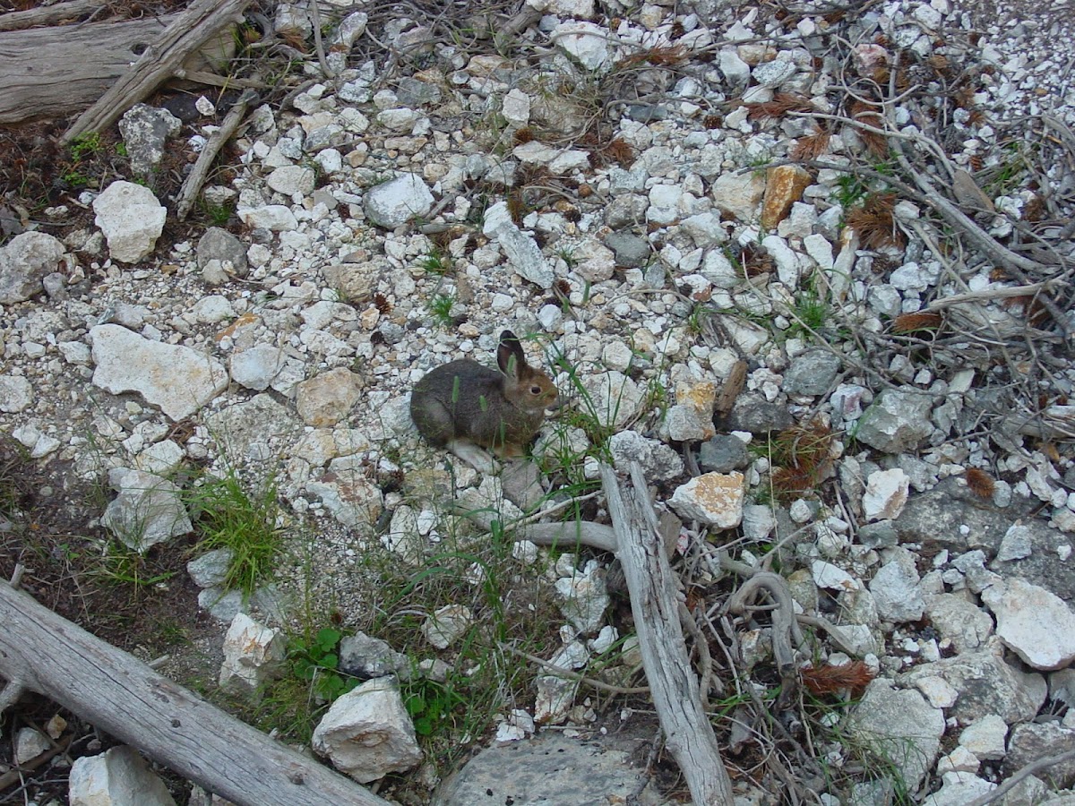Mountain cottontail