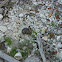 Mountain cottontail