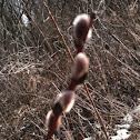 Pussywillow