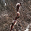 Pussywillow