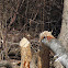 North American Beaver (chewed log)
