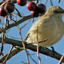Northern Mockingbird