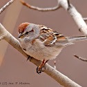 American Tree Sparrow