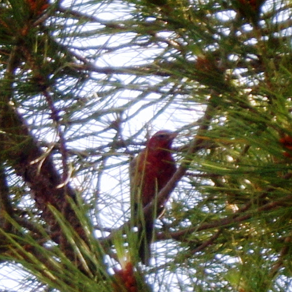 Spotting Image 1
