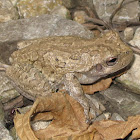 Tree Frog