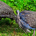 Vulturine Guinea Fowel