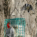 Red Bellied Woodpecker