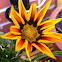 Rudbeckia
