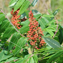 Sumac
