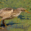 Avetorillo (Little Bittern)