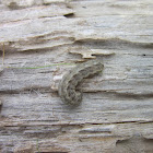 Army Cutworm Caterpillar
