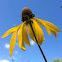 Grey Headed Coneflower