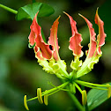 Flame Lily, कळ लावी, अग्निशिखा