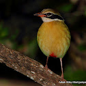 Indian Pitta