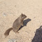 Ground squirrel