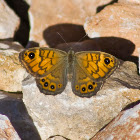 Wall Brown