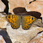 Wall Brown