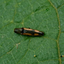 Click beetle