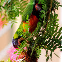 lorikeet