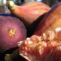 Black Mission Fig