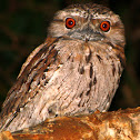 Tawny Frogmouth