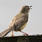 Plain Prinia