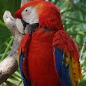 Scarlet Macaw