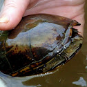 Eastern Mud Turtle