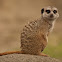 Meerkat