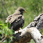 Yellow-billed kite