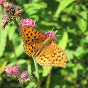 butterflies