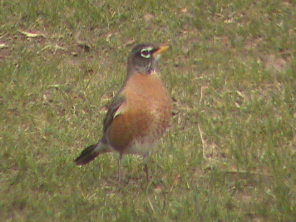 Spotting Image 1