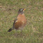 American Robin