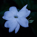 Sampaguita or Arabian Jasmine