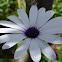 White Osteospermum