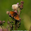 Heath Fritillary