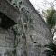 Prickly Pear, Paddle Cactus